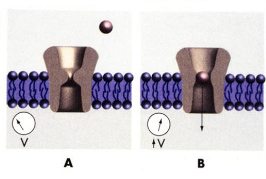 <p>Voltage change opens the channel</p>