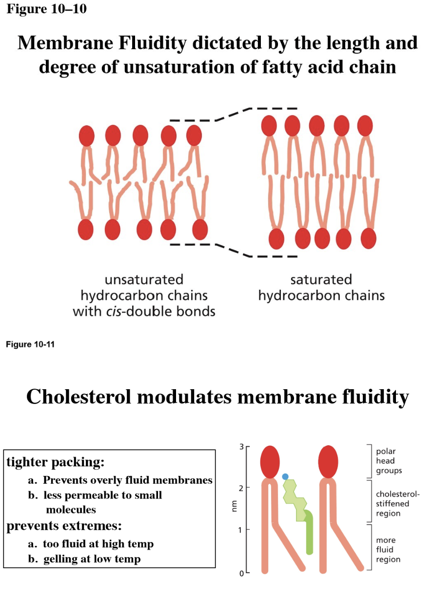 <p>Increased fluidity (useful in colder climates/cold adaptation): increased fluidity increases temperature to counteract a cold environment</p><ul><li><p>Lipids with shorter tails (can move around more easily)</p></li><li><p>Lipids with kinked tails/unsaturated fatty acid chain</p></li><li><p>More cholesterol</p></li></ul><p></p>