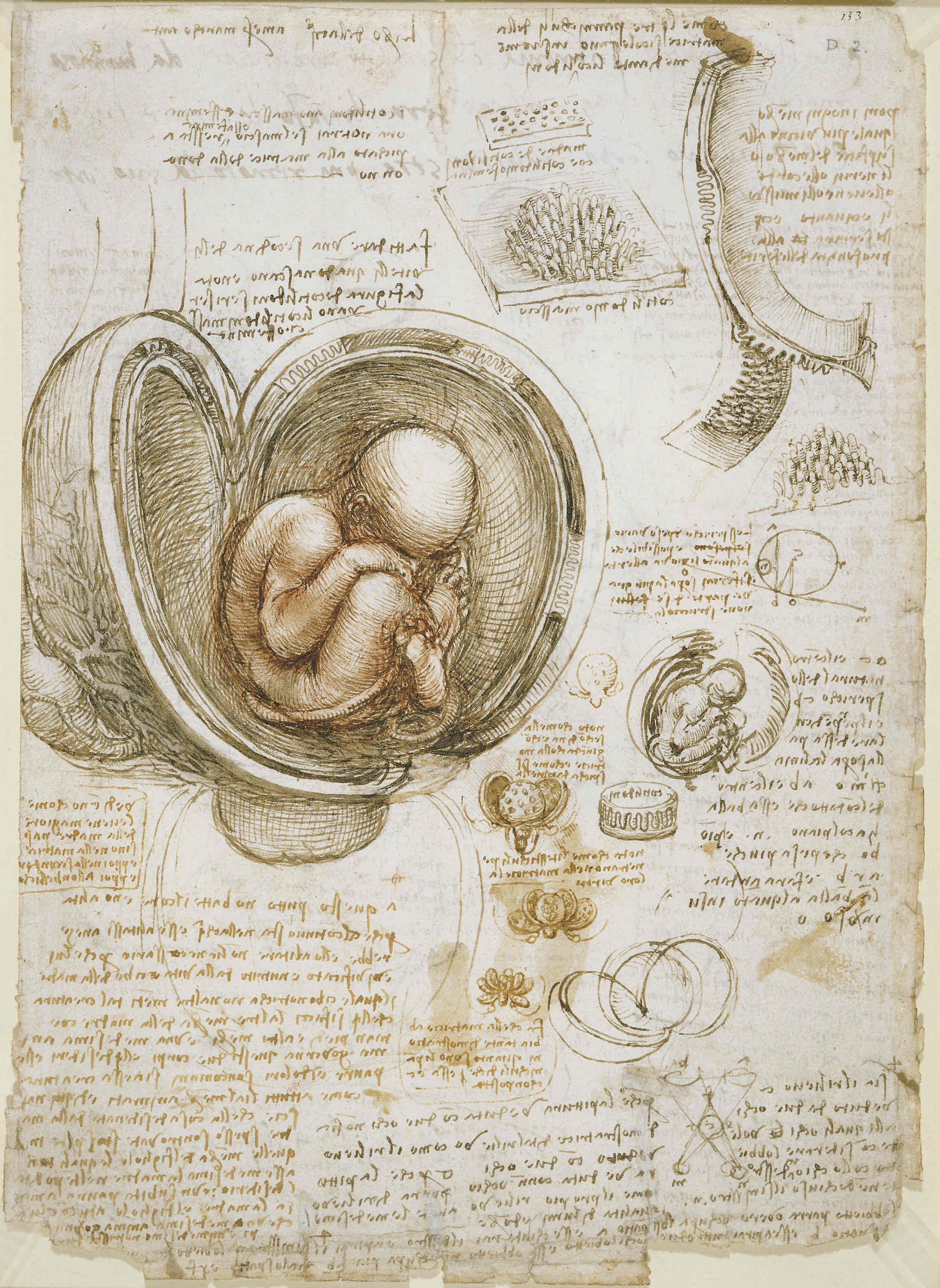 <p><em>&nbsp;they are drawings on paper. They are evidence of Leonardo's interest in invention and science, as most were done as drafts or prototypes for things that he had dreamed up/invented.&nbsp;</em></p><ul><li><p><em>Vitruvian Man (c. 1490) - shows </em>Human Proportions, has perfect ratios and proportions, found in human anatomy.&nbsp;</p></li></ul><ul><li><p>&nbsp;<em>Invention of an Armored Vehicle </em>(c. 1487-89)- vehicle has a number of light cannons arranged on a circular platform with wheels that allow for 360-degree range.&nbsp;</p></li><li><p><em>Fetus in Utero (c. 1510-11) - &nbsp;Leonardo depicted the uterus with one chamber, in contrast to theories that the uterus had multiple chambers which many believed divided fetuses into separate compartments in the case of twins.&nbsp; Leonardo studied human embryology&nbsp; with the help of anatomist Marcantonio Della Torre and saw the fetus within a cadaver</em></p></li><li><p><em>Flying Invention/ Wings</em>(c. 1485) - He had over 200 drawings and sketches that illustrated his theories on flight. His ornithopter flying machine was an aircraft that would fly by flapping its wings, a design he created to show how humans could fly.&nbsp;</p></li></ul><p><br></p>