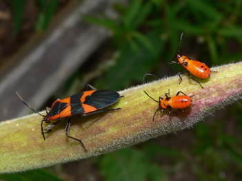 <ul><li><p>True bugs</p></li><li><p><span>Typically larger.</span></p></li><li><p><span>Many herbivores, some carnivores, also some aquatics (carnivorous)</span></p></li><li><p><span>Mouthparts long, appear to emerge from anterior part of head</span></p></li></ul><p></p>
