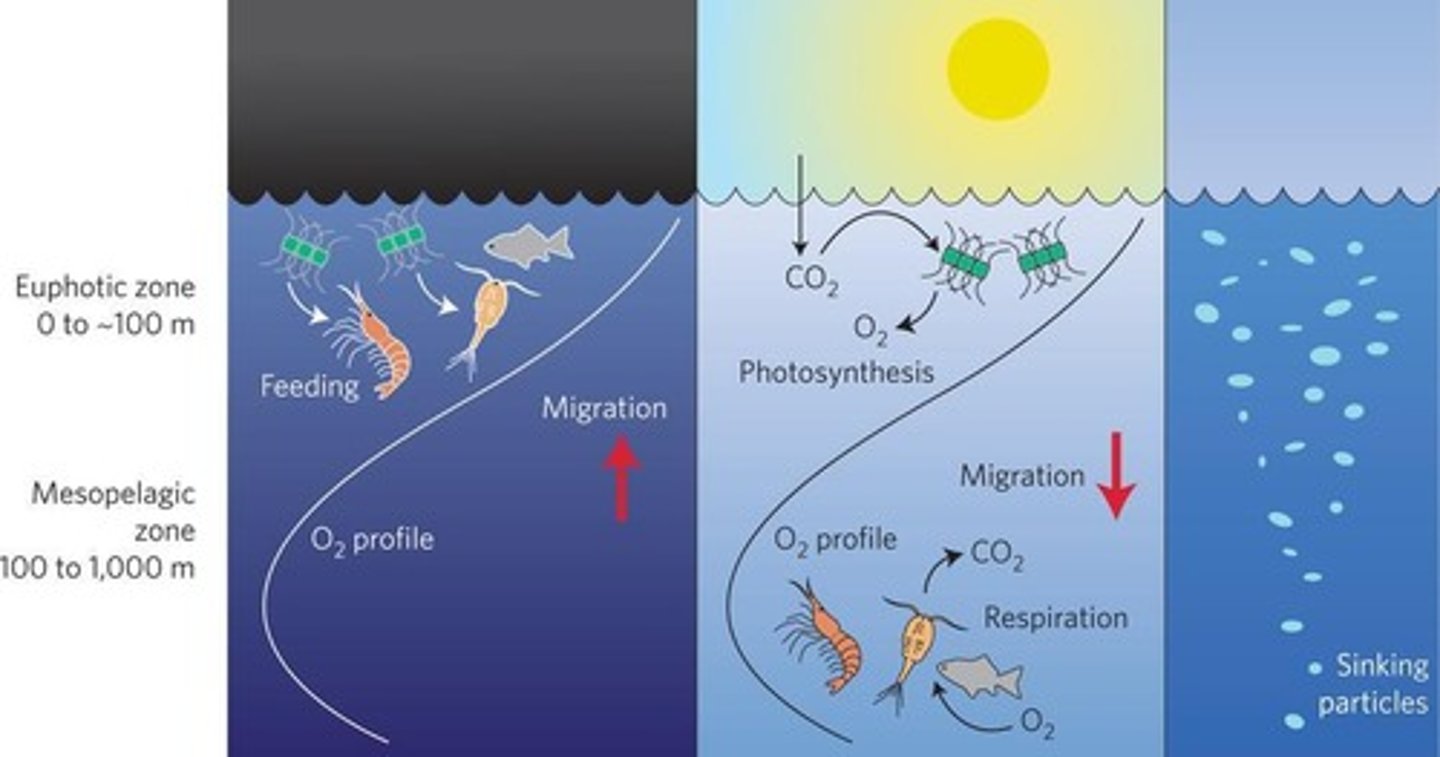 <p>Migration found in many zooplankton and fish where animals rise toward the surface at night and sink to depth during the daytime.</p>