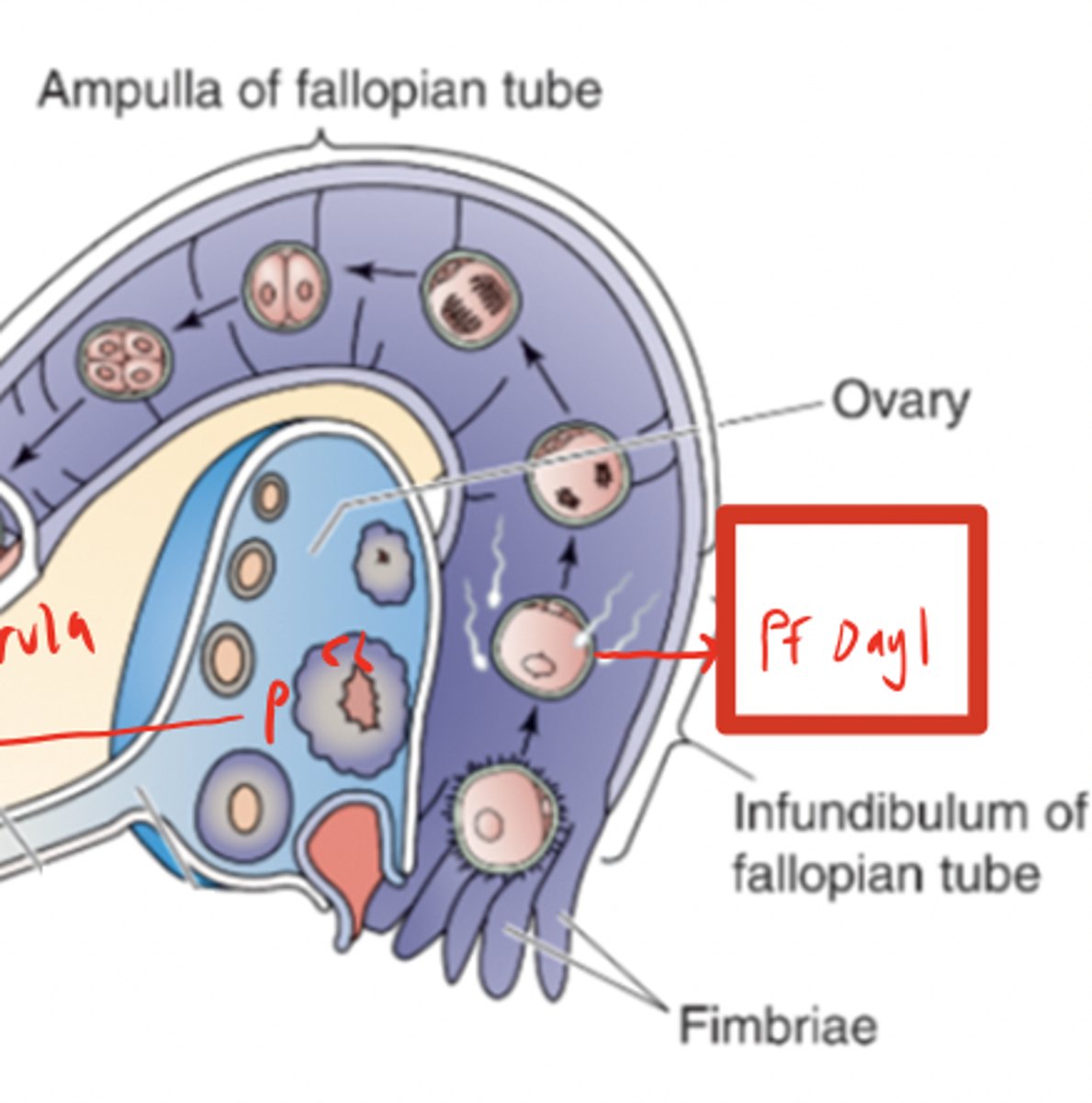 <p>In the first 1/3 of the tube from the follicle, it then travels by the help of fimbrae to the endometrium</p>