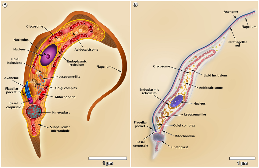 <p>Trypanosoma Cruzi Trypomastigote</p>