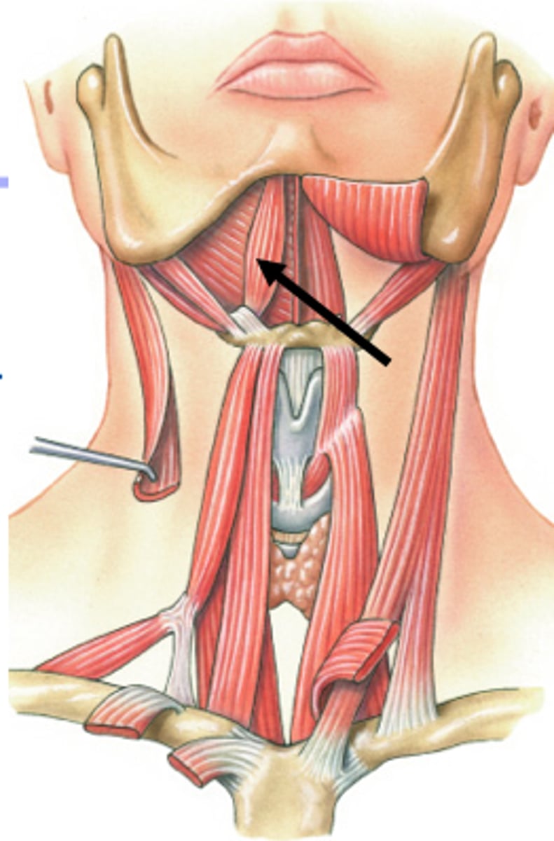 <p>opens the jaw</p>