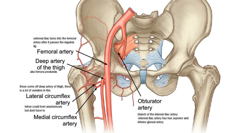 the descending aorta separates quickly into 2 branches called iliac arteries, then these turns to internal and external iliac arteries 
-obturator artery is branch off of internal iliac artery 
-external iliac arteries turns into femoral artery 
-then there is deep artery of thigh (aka femoris profunda) 
-off of femoris profunda, there is the lateral and medial circumflex arteries, which have a lot of variation and could form anastomosis but dont have to 