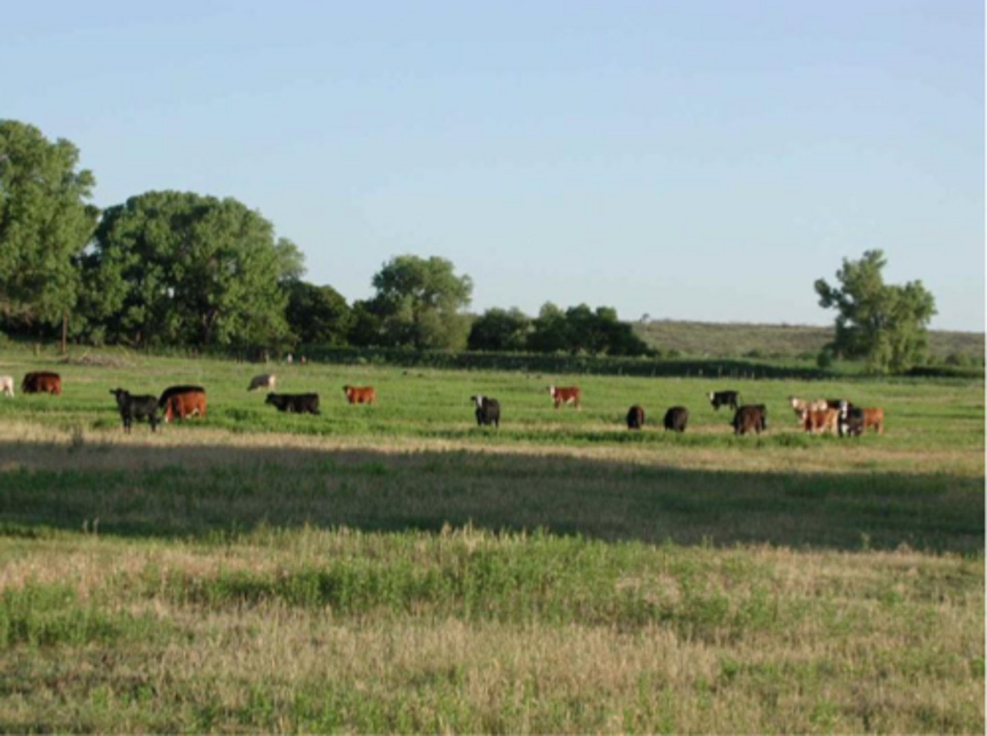 <p>backgrounding/stocker system nutrition prioritizes what...</p>