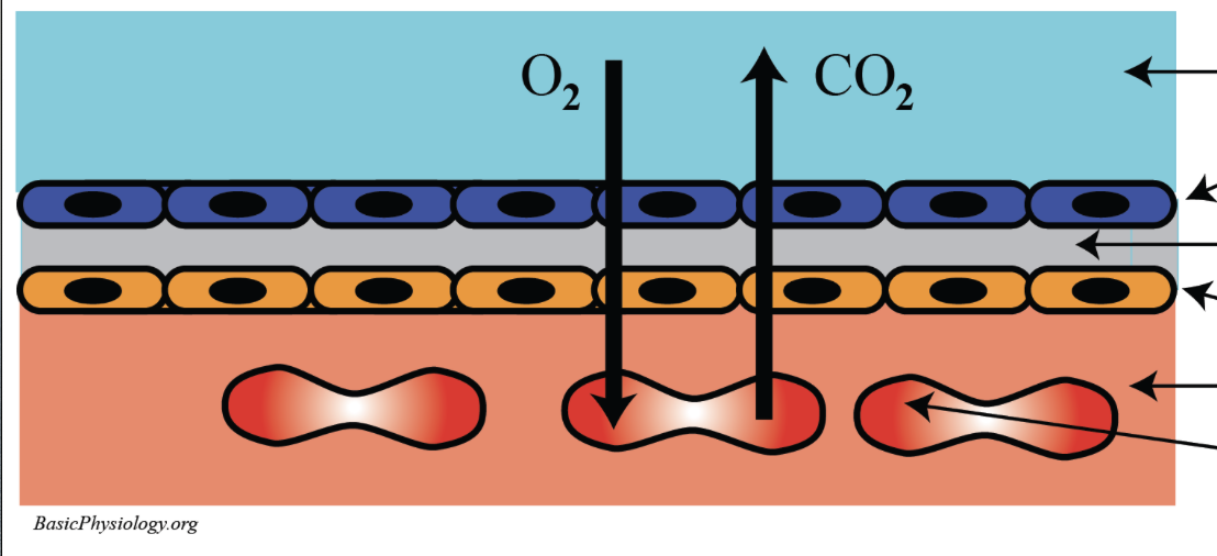 <p>what is the function of the cells of the respiratory membrane?</p>