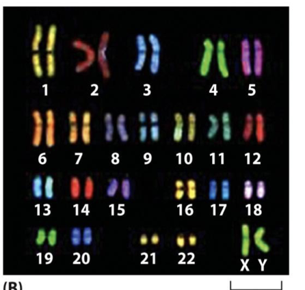 <p>22 plus a sex chromosome so 23 (a chromosome pair has one chromosome from mom and one from dad)</p>