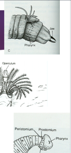 <p>Annelid: Polychaetae Feeding</p>