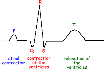 <p><strong>P</strong> - SA + AV nodes + internodal pathways. conduction spreads through atria (depolarize) </p><p><strong>QRS</strong> - conduction through ventricles (depol), resets atria (repolarization)</p><p><strong>T</strong> - reset ventricles (repol)</p>