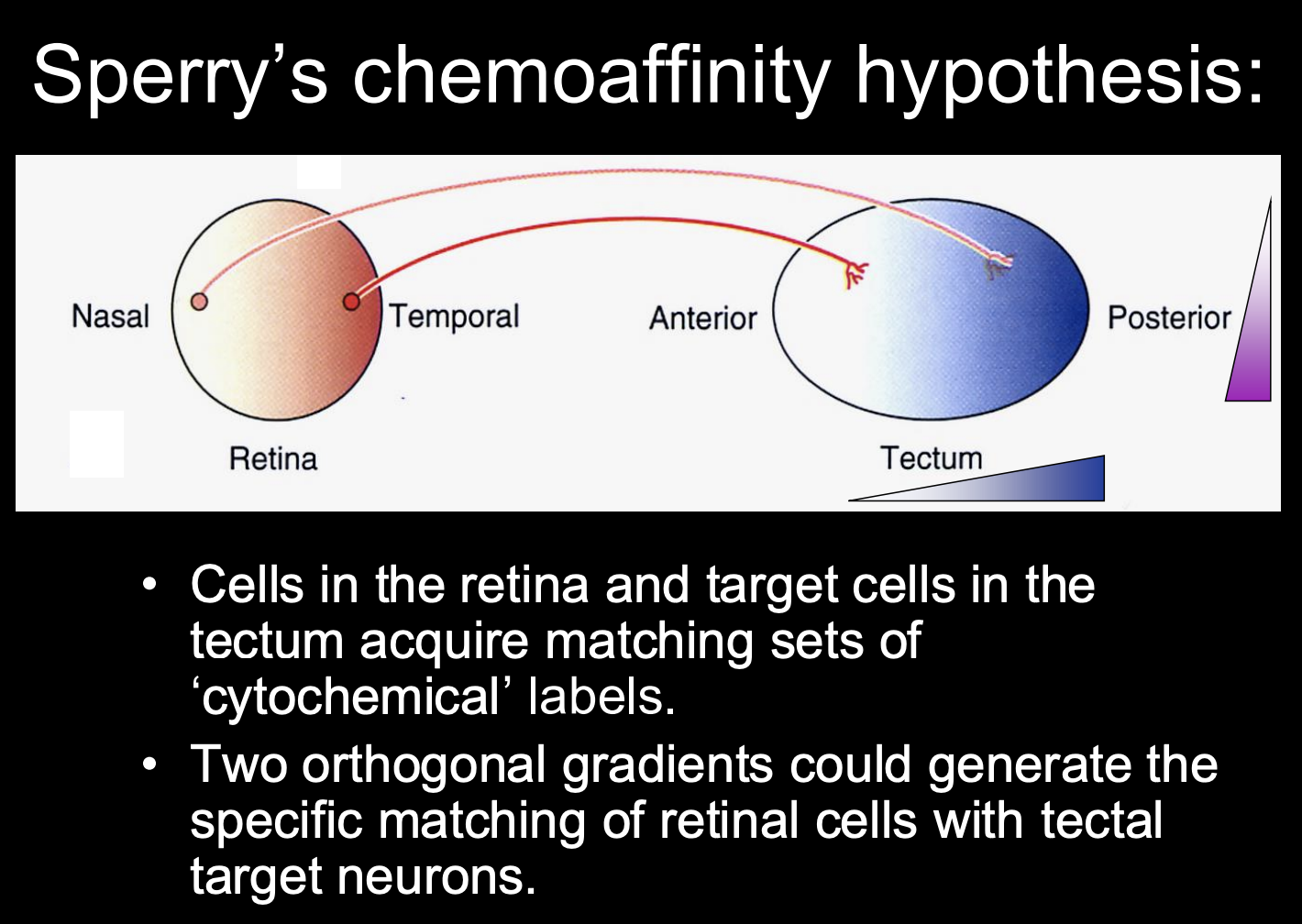 <ul><li><p><strong>every</strong> retinal axons has a particular <strong>chemical affinity</strong> for a <strong>particular location</strong> (and thus postsynaptic target) in the tectum</p><ul><li><p>this would explain why there is no functional effect and how it regenerates to the <strong>same</strong> place as before</p><ul><li><p>because it is under the same influence of chemical affinity stuff</p></li></ul></li></ul></li></ul><p></p>