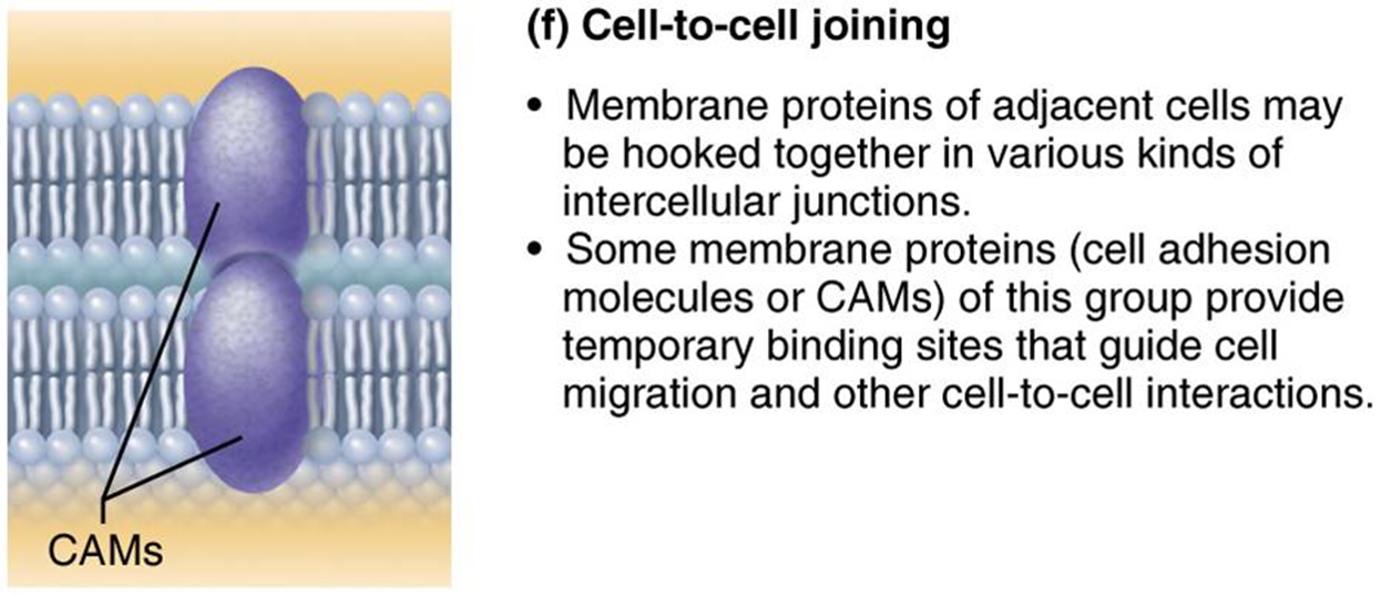 <p>membrane proteins hooked together in intercellular junctions</p>