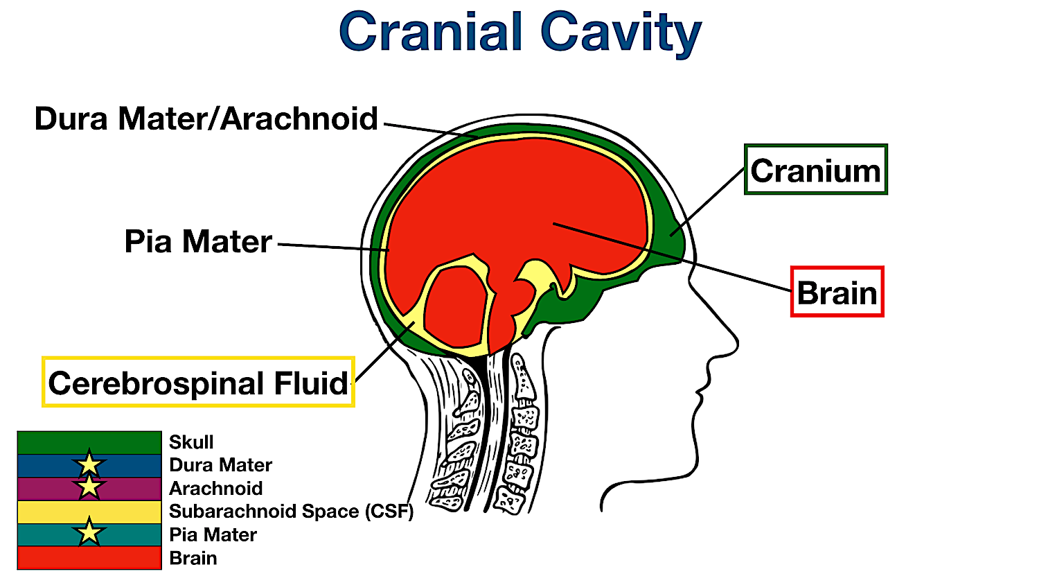 <p>cranial cavity</p>
