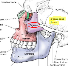<ul><li><p>forms prominence of cheeks</p></li><li><p>form part of side wall and floor of orbits</p></li><li><p>articulates with:</p><ul><li><p>frontal bone, superiorly</p></li><li><p>zygomatic process of temporal bone, laterally</p></li><li><p>maxilla, anteriorly</p></li><li><p>sphenoid bone, posteriorly</p></li></ul></li></ul><p></p>