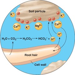 <p>Ability of a soil to absorb and release cations. Determined by clay. Higher is better, but higher decreases porosity, therefore, there&apos;s a tradeoff.</p>