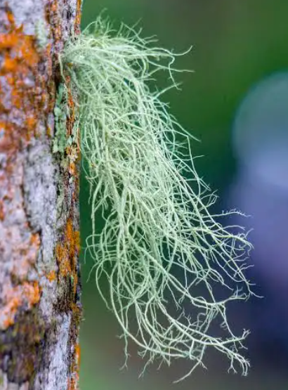 <p><em>Usnea spp.</em></p>