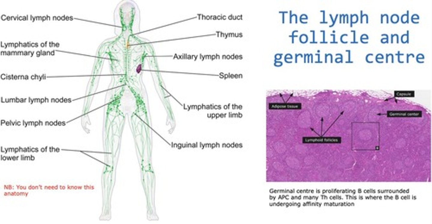 <p>Organ where immune responses and B cell activation occur.</p>