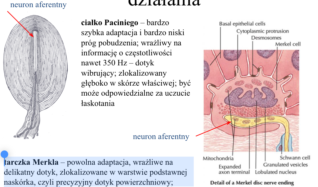 <ul><li><p><span><strong>ciałko Paciniego </strong>– bardzo szybka adaptacja i bardzo niski próg pobudzenia; wrażliwy na informację o częstotliwości nawet 350 Hz – dotyk wibrujący; zlokalizowany głęboko w skórze właściwej; być może odpowiedzialne za uczucie łaskotania</span></p></li><li><p><span><strong>tarczka Merkla </strong>– powolna adaptacja, wrażliwe na delikatny dotyk, zlokalizowane w warstwie podstawnej naskórka, czyli precyzyjny dotyk powierzchniowy; detekcja kształtu</span></p></li></ul><p></p>