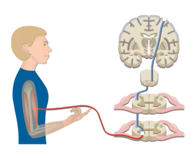 <ul><li><p>Betz cells from the motor cortex initiate, regulate and control voluntary skilled movements</p></li><li><p>Done bye innervating alpha + gamma motor neurons in the spinal cord</p></li><li><p>Tract crosses at medulla, so limb movements are controlled by the contralateral motor cortex</p></li></ul><p></p>