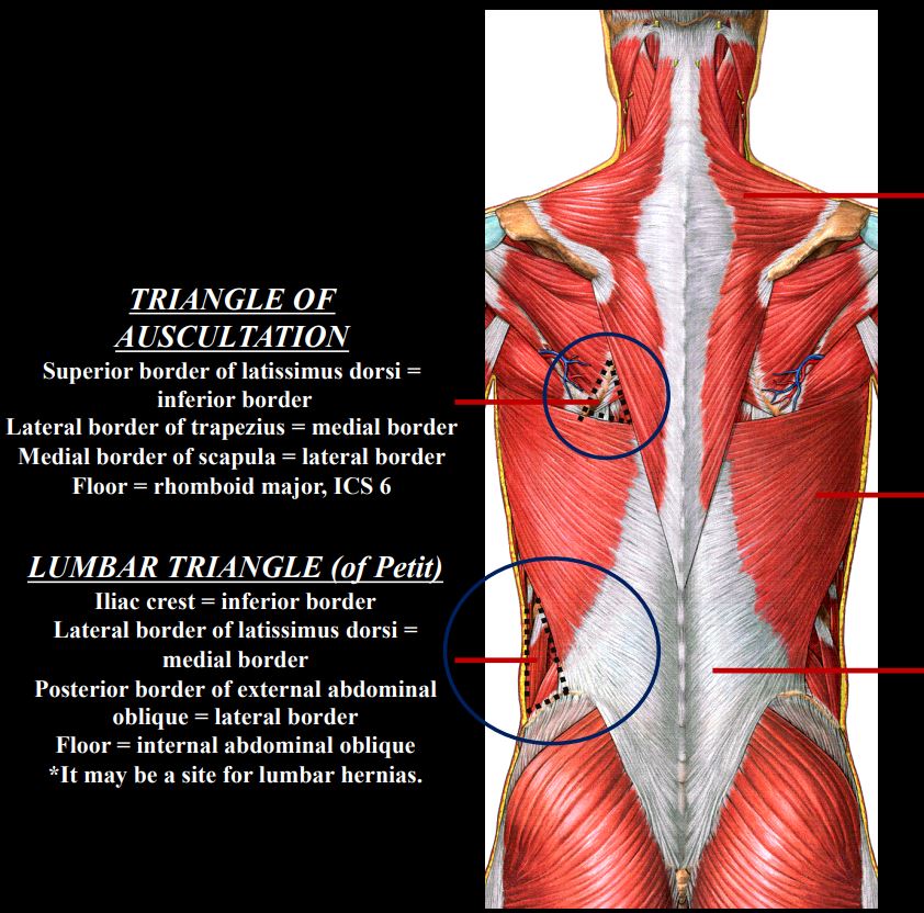 <p>Iliac crest = inferior border •</p><p> Lateral border of latissimus dorsi = medial border • </p><p>Posterior border of external abdominal oblique = lateral border •</p><p></p><p> Floor = internal abdominal oblique</p>