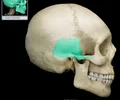 <p>large flat bone posterior to the sphenoid bone and inferior to the parietal bone</p>