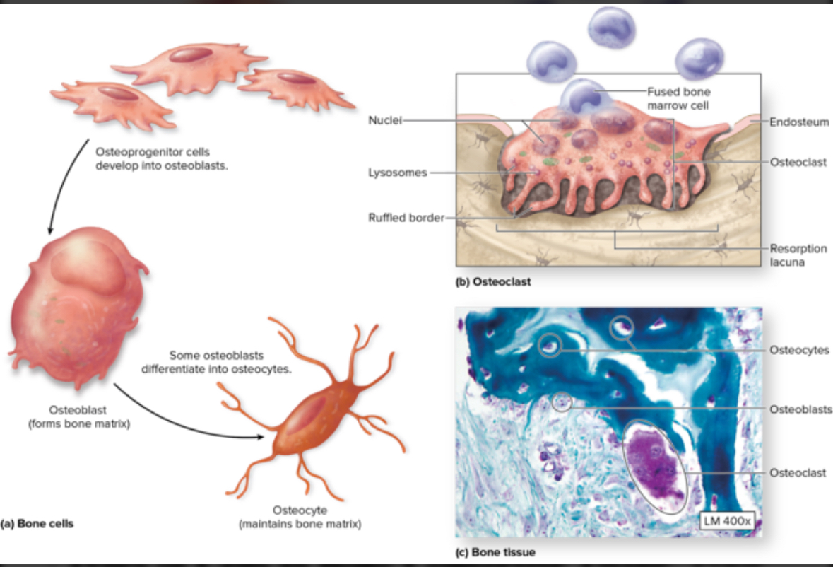<p>Osteocytes</p>