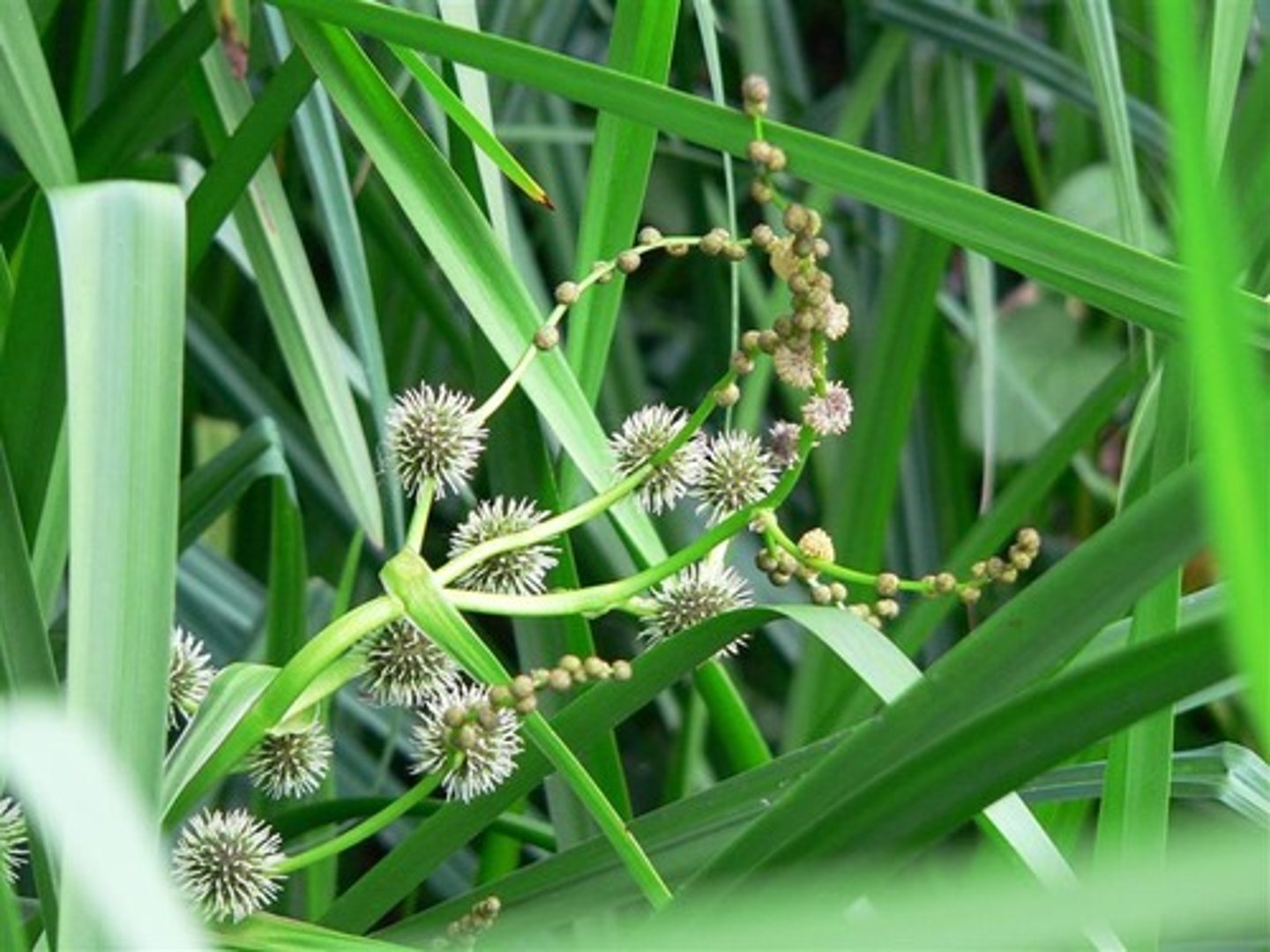 <p>Grote egelskop</p>