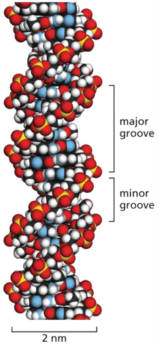 <p>Dubbelsträngad högervriden dubbelhelix med minor och major groves</p>