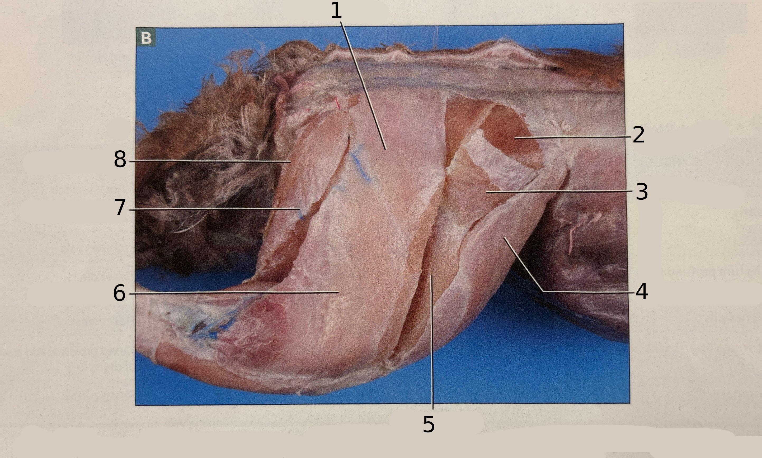 <p>5</p>