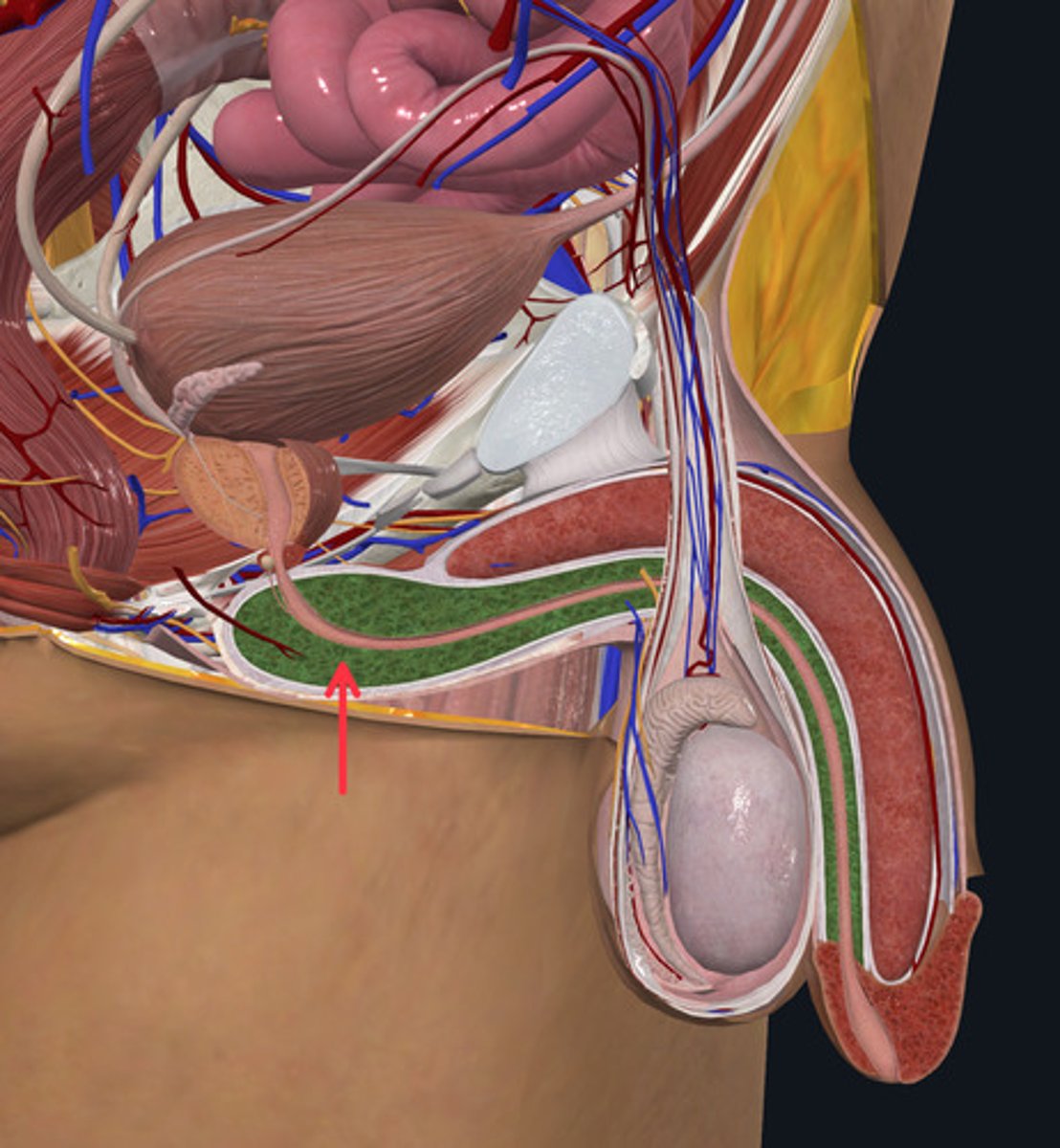 <p>ID Structure Highlighted Green Marked with the Red Arrow</p>
