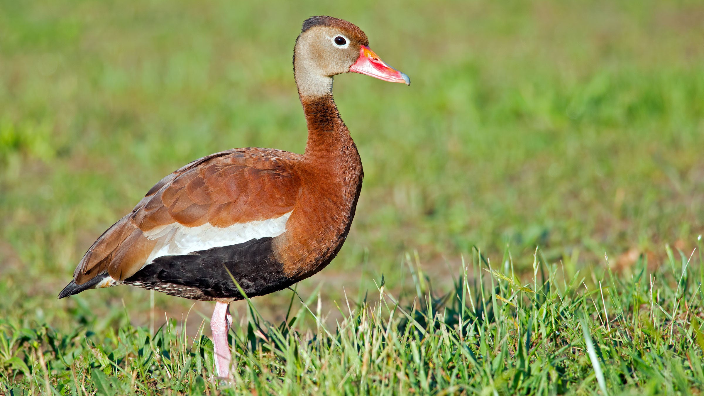 <p>Common name:</p><p>Genus and species:</p><p>Family:</p><p>Order:</p><p>Alpha Code:</p>