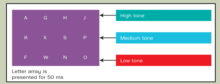 <ul><li><p>Matrix letters aangeboden (erg kort) zie plaatje</p></li><li><p>proefpersonen doen een <strong>whole report</strong> —> alles terug rapporteren </p></li><li><p>Of ze kregen een toon te horen die overeenkwam met de rij aan letters die ze moesten terug rapporteren —> <strong>partial report</strong></p></li><li><p>Ze konden of 4-5 letters onthouden bij de whole report, maar bij de partial report konden ze 3 van de 4 letters</p></li><li><p>Dus dit lijkt alsof ze bij beide taken wel alle letters hadden ‘onthouden’</p></li></ul><p></p>