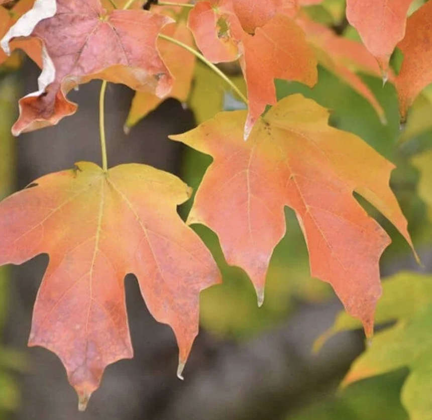 <p><em>Acer saccharum</em></p><ul><li><p><strong>simple opposite leaf, pointy-toe shape, 3 lobes, no teeth</strong></p></li><li><p>fruit is small double <strong>samara, fruit in fall</strong></p></li><li><p>shade tolerant</p></li><li><p>bark is heavy, scaly, dark brown</p></li><li><p><strong>beautiful fall color</strong></p></li><li><p>holes drilled along tree, sap, fungi</p></li></ul><p></p>