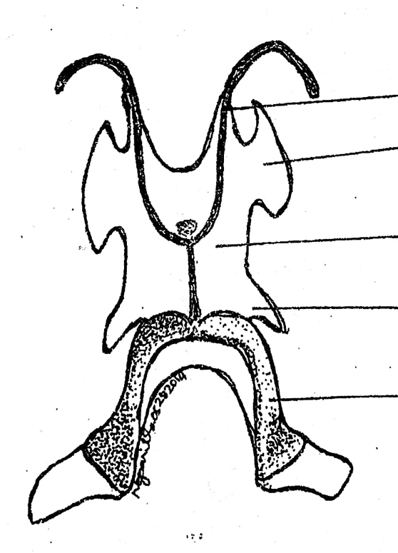 <p>another component of the visceral apparatus; a thin cartilaginous plate supporting the floor of the mouth</p>