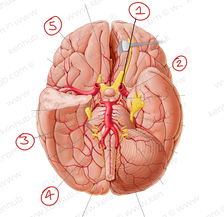 <p>Label these blood vessels</p>