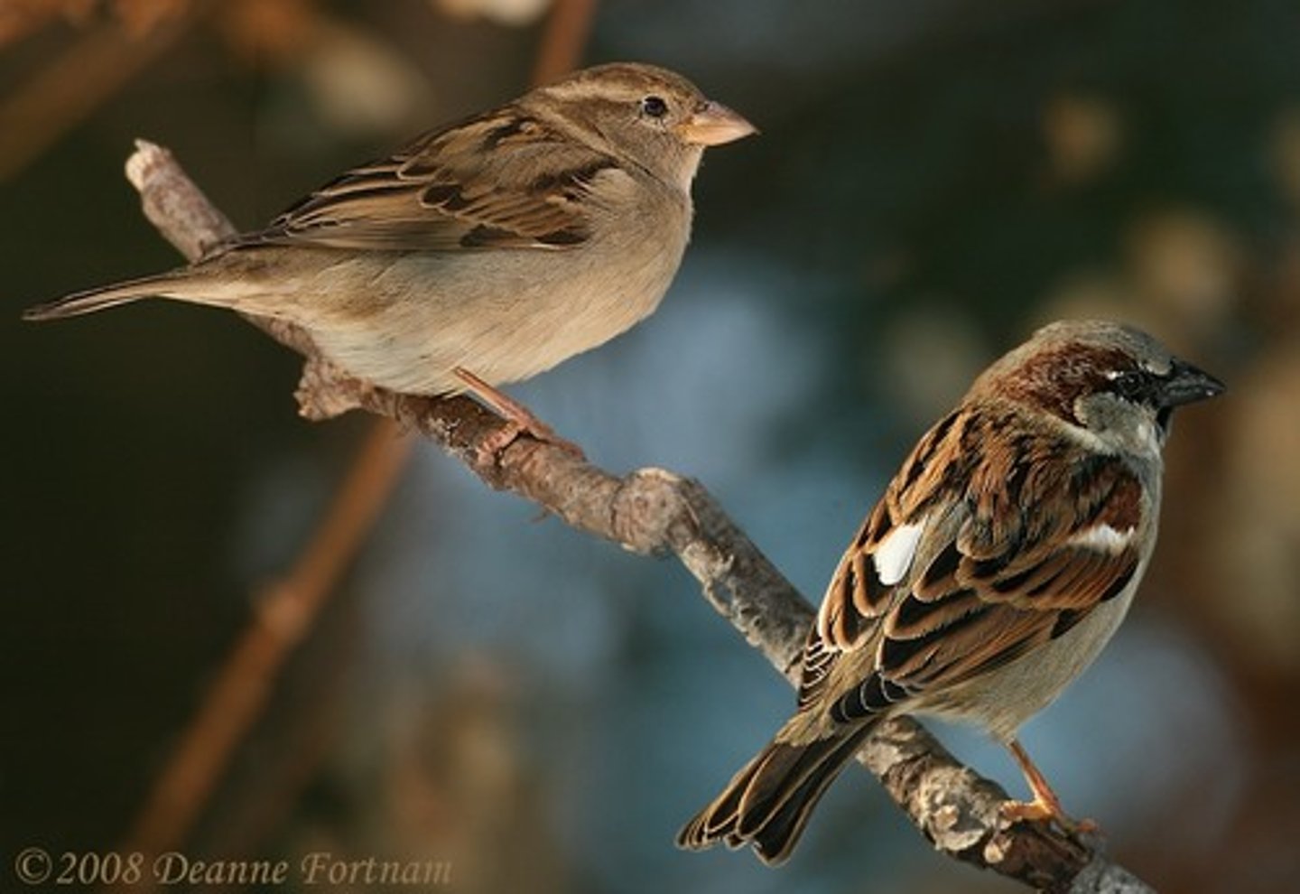 <p>House Sparrow</p>