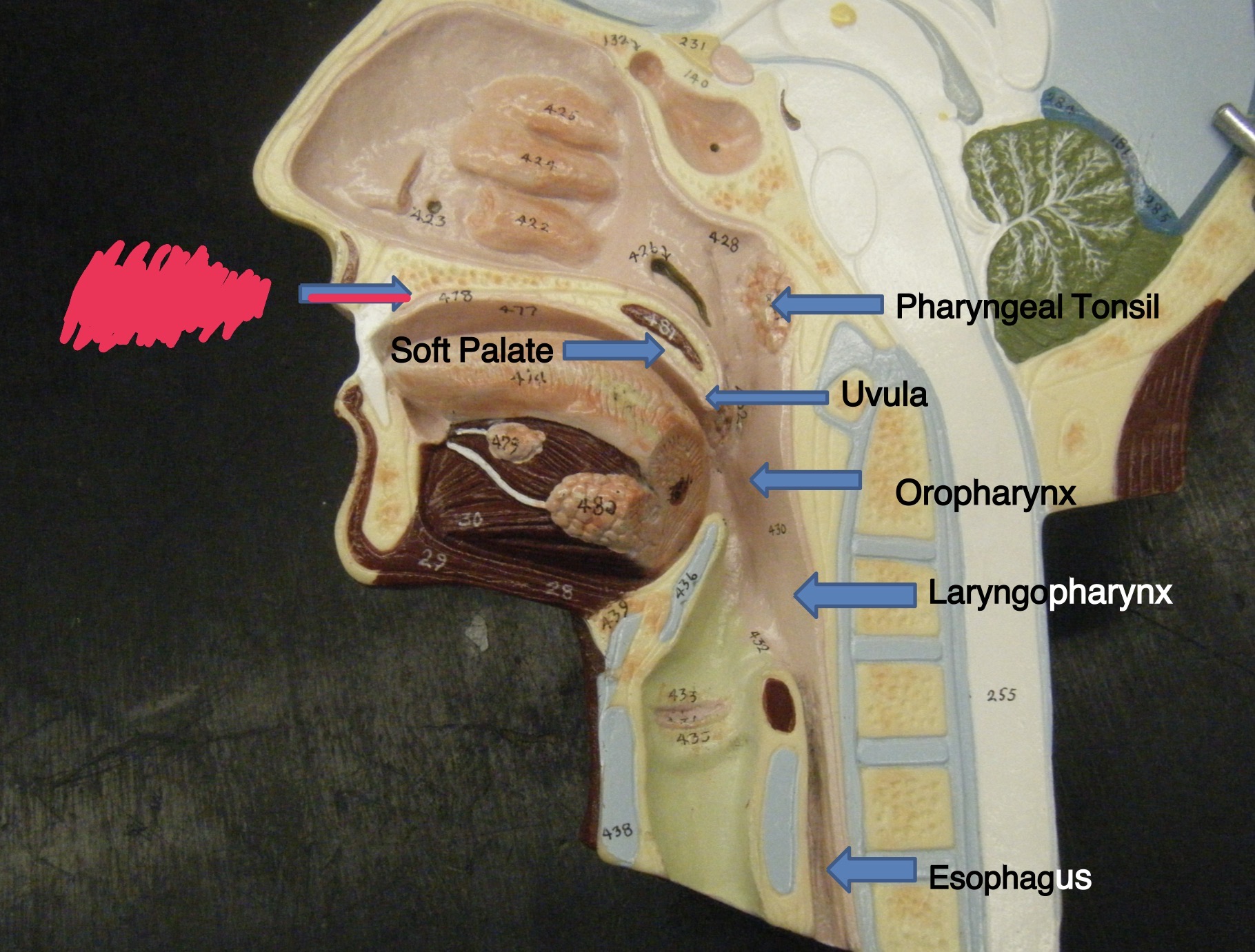 knowt flashcard image