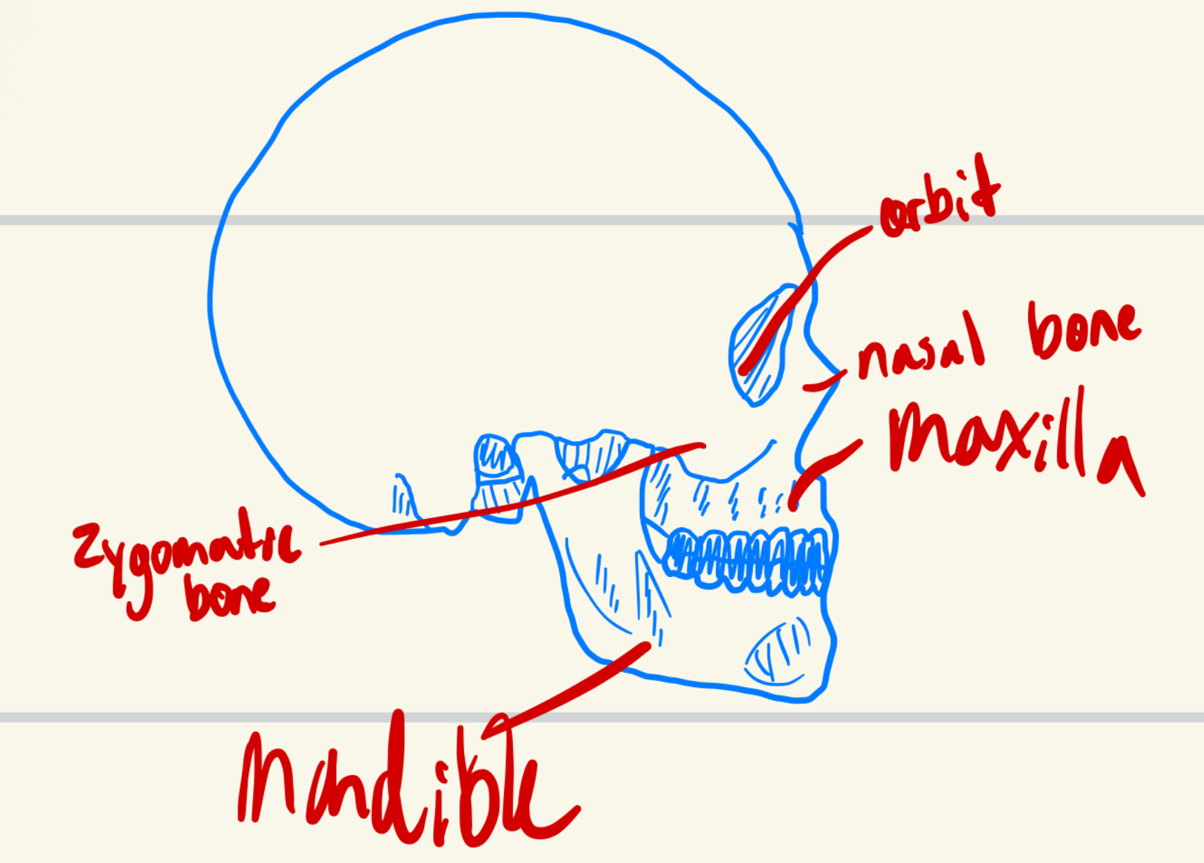 <p>the nose bone</p>