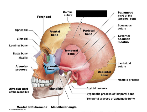 term image