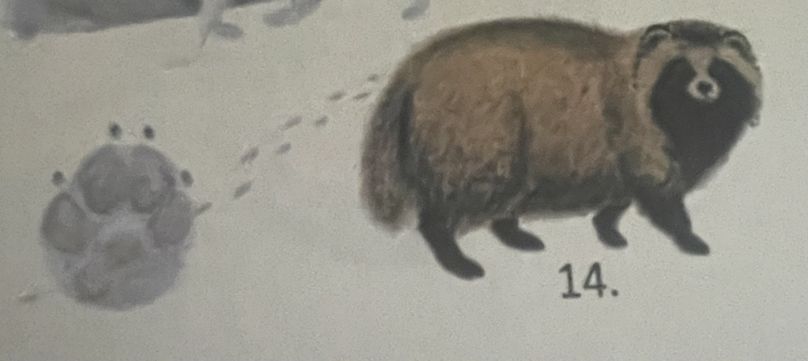 <p>mikä eläin</p>