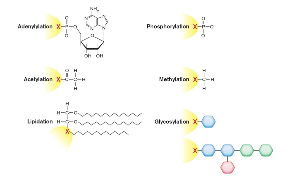 <p>Enzymes modify translated protein</p><ul><li><p>fMet removed from N-terminus</p></li><li><p>Small groups added to amino acids</p><ul><li><p>Phosphoryl groups added</p></li><li><p>Methyl groups added</p></li><li><p>Adenylate groups added</p></li></ul></li><li><p>Protein may be cleaved</p></li><li><p>Protein may be refolded by helping enzymes</p></li></ul>