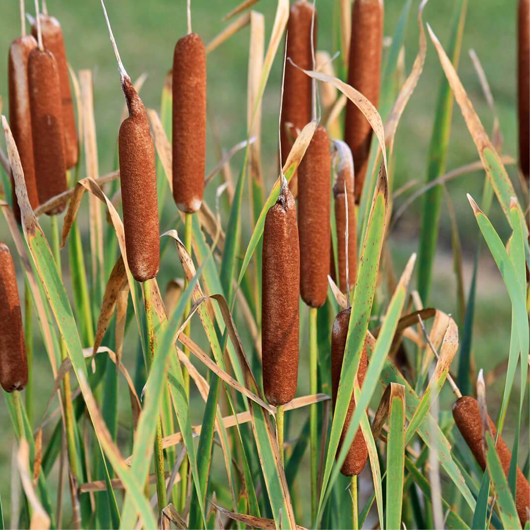 Family: Typhaceae

SN: Typha latifolia