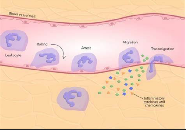 <p>from circulation by chemoattractants (from coagulation)</p><p>initiate: Rolling, Activation, Tight Adhesion, and Transmigration of cells through microvascular endothelium </p>