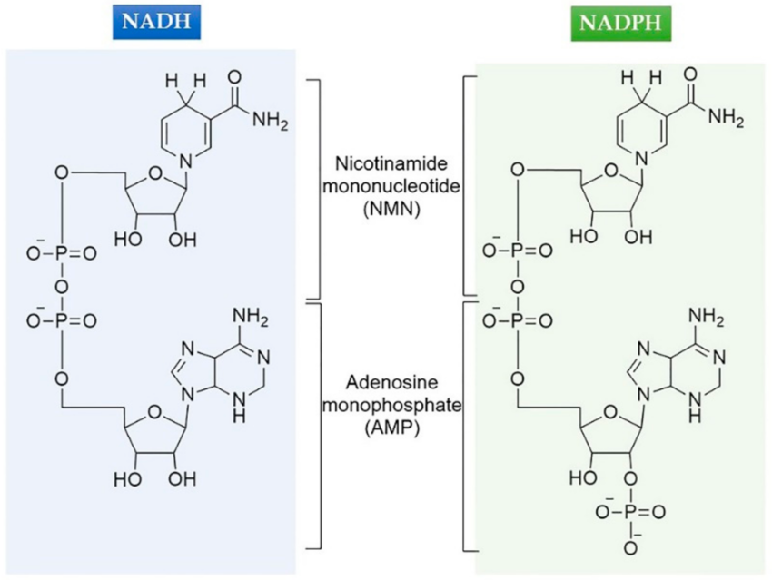 <p>Energy carrier for biosynthesis and ROS detoxification</p>