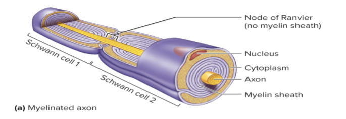<p>Extensions wrap around the axon repeatedly to form many phospholipid rich layers. Periodic gaps where the axons are uncovered are called nodes of Ranvier</p>