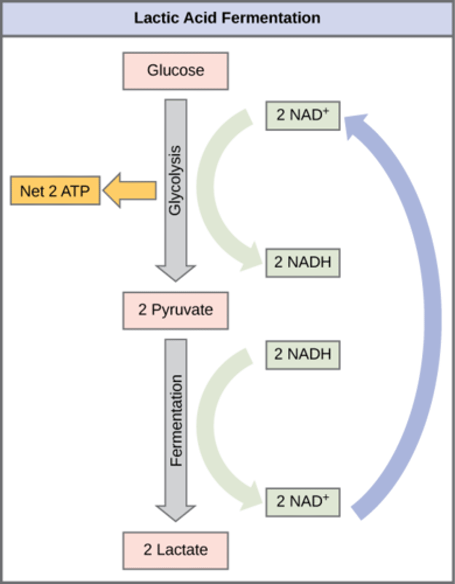 <p>Pyruvate → lactate (and NADH → NAD+)</p>