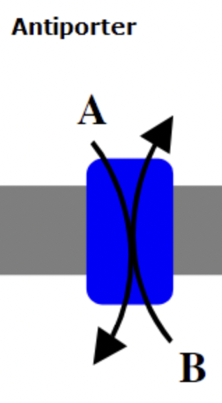 <p>transport of two or more different molecules or ions across a phospholipid membrane</p>