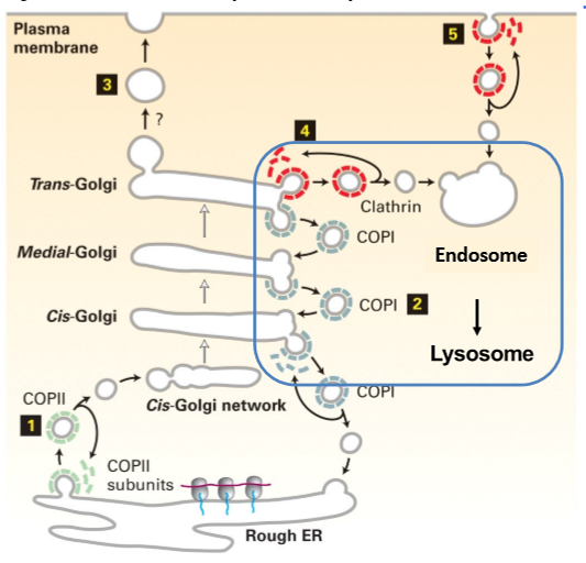 <p>TGN → endosome (early, becoming late) → lysosome </p><p>Step #1: mediated by clathrin-coated vesicles; transport cargo </p><p>Step #2: maturation process where late endosome fuses with lysosome </p><p></p>
