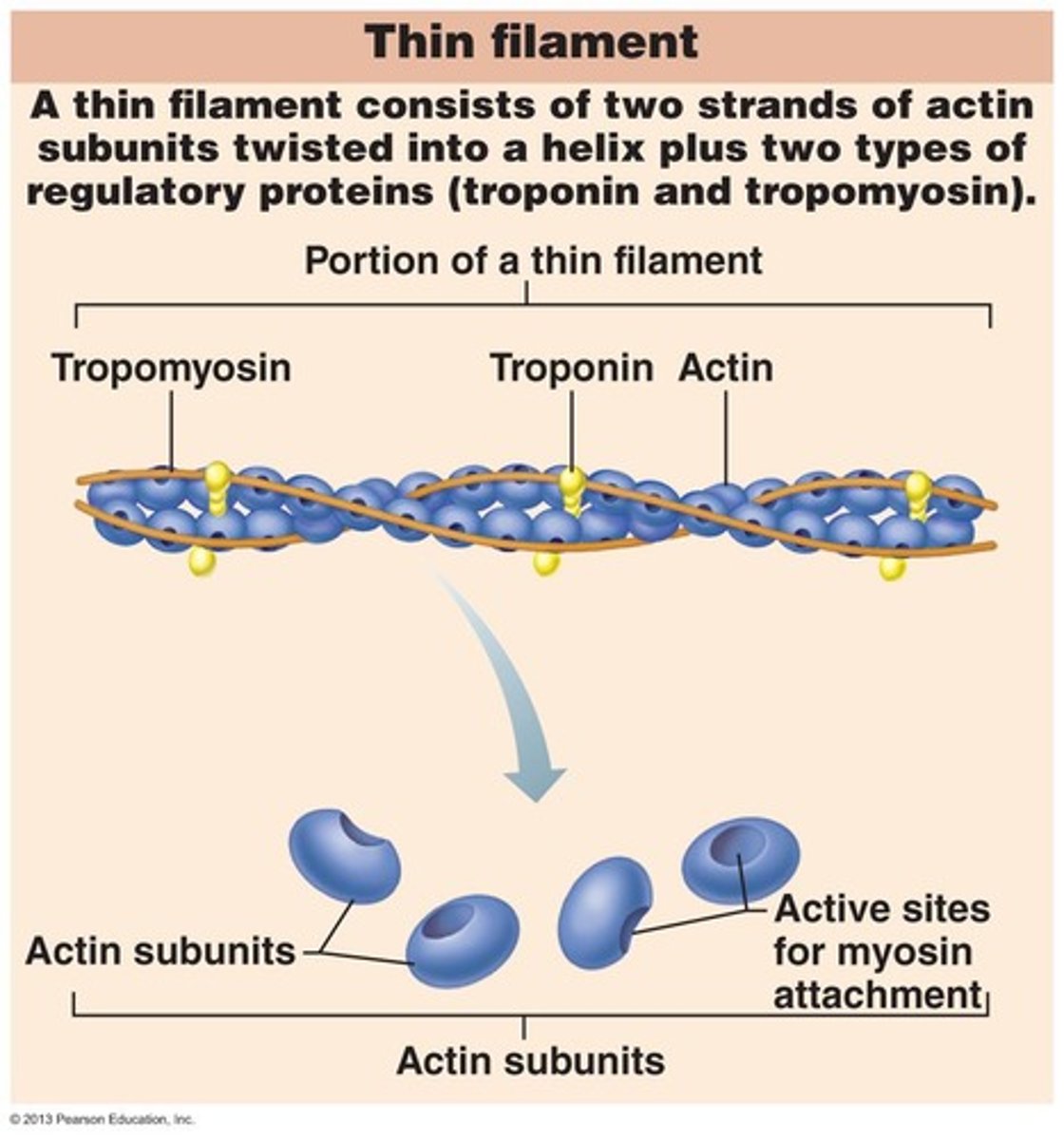 <p>F-actin, TnI (inhibitory), TnT (tropomyosin), TnC (calcium).</p>