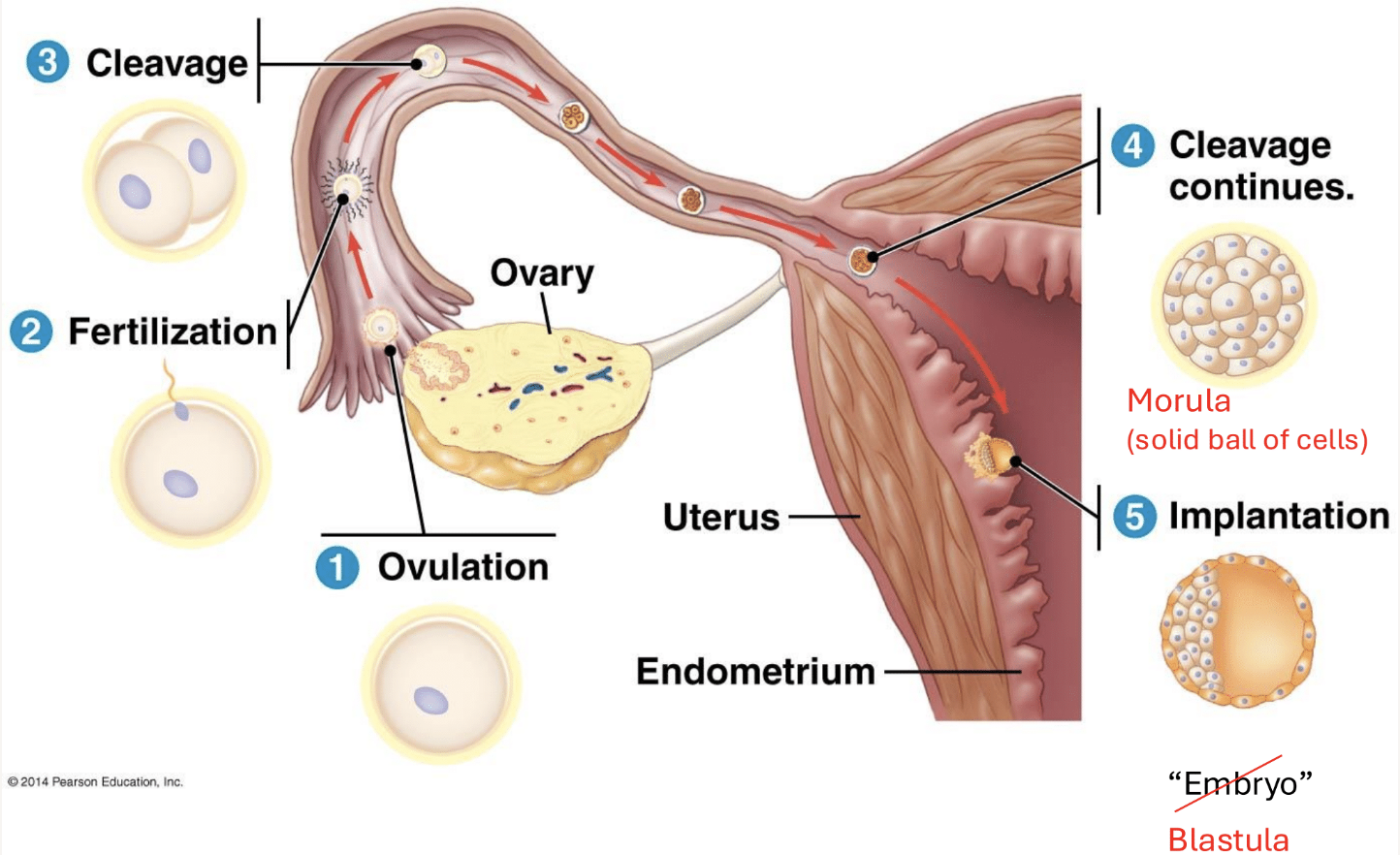 <p><span>Ovulation, fertilization, cleavage, implantation</span><span style="color: windowtext">. </span><span>Cleavage is mitosis without growth</span><span style="color: windowtext">&nbsp;</span></p>